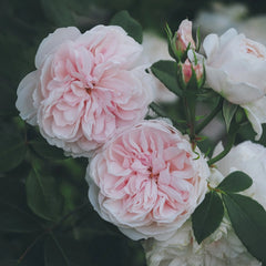 Sabrina Rose Plant