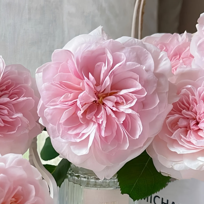 Sabrina Rose Plant｜莎伯莲娜