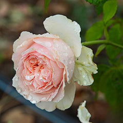 Japanese rose Sachet