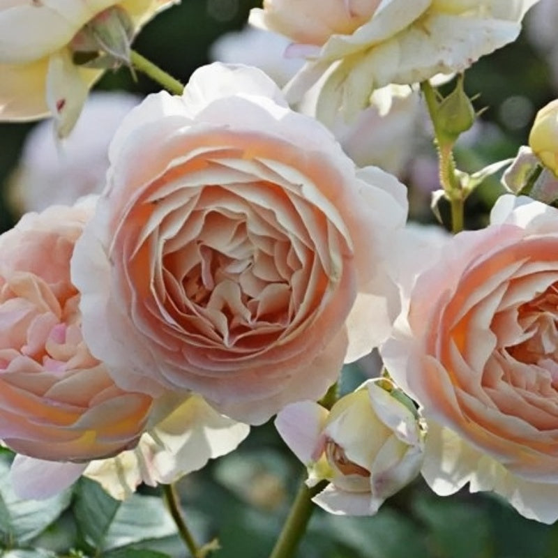 Sachet Rose Plant|木村香囊 – Rose_Explosion