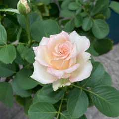 Sahara Sensation Rose Plant|撒哈拉之恋