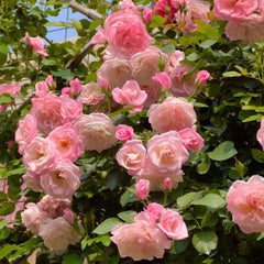 Sakuragasumi Climbing Rose