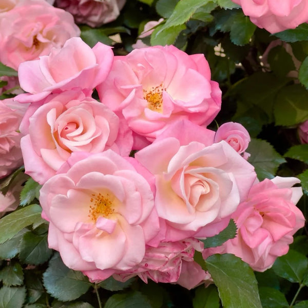 Sakuragasumi Climbing Rose