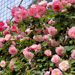 Sakuragasumi Climbing Rose