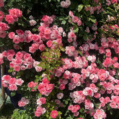 Sakuragasumi Climbing Rose