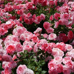 Sakuragasumi Climbing Rose