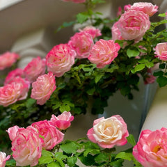 Sakuragasumi Climbing Rose