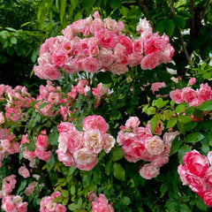 Sakuragasumi Climbing Rose