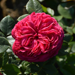 Salma Es-Saïd Rose Plant