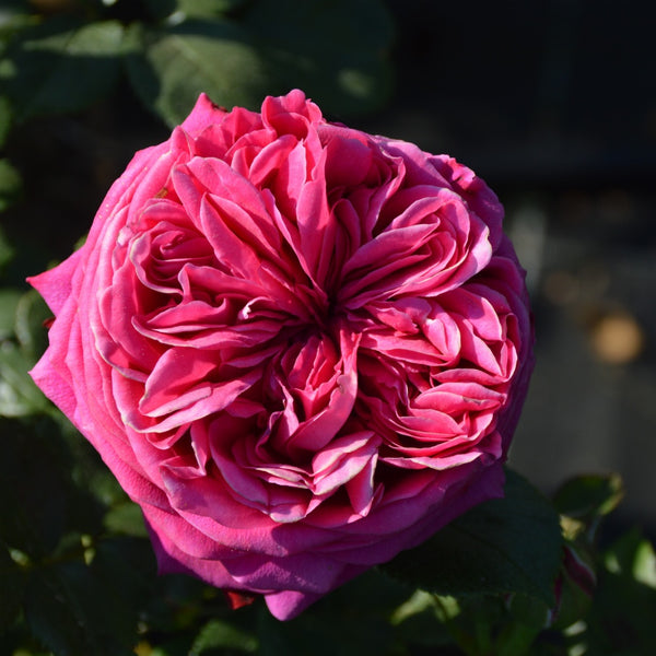 Salma Es-Saïd Rose Plant|萨尔玛·塞德 – Rose_Explosion