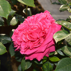 Salma Es-Saïd Rose Plant