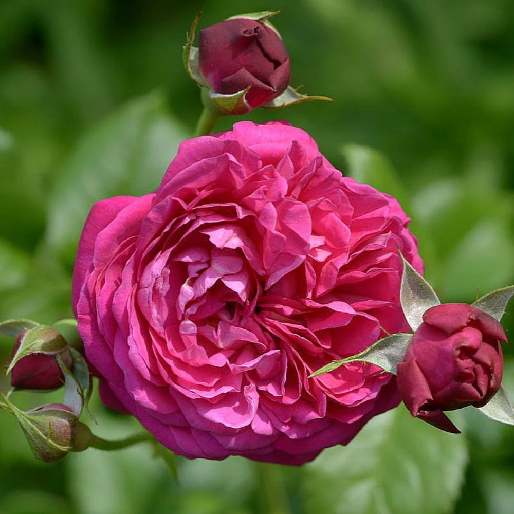 Salma Es-Saïd Rose Plant|萨尔玛·塞德 – Rose_Explosion