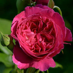 Salma Es-Saïd Rose Plant