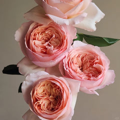 Salmanasar Rose