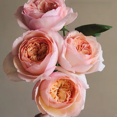 Salmanasar Rose