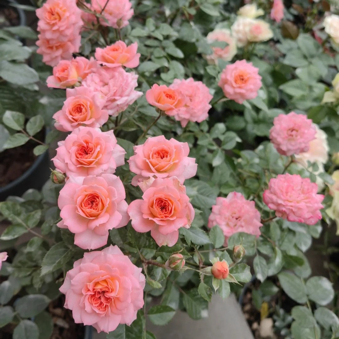 Salom Roses Salmon Terrazza Rose Plant | 三文鱼阳台 – Rose_Explosion