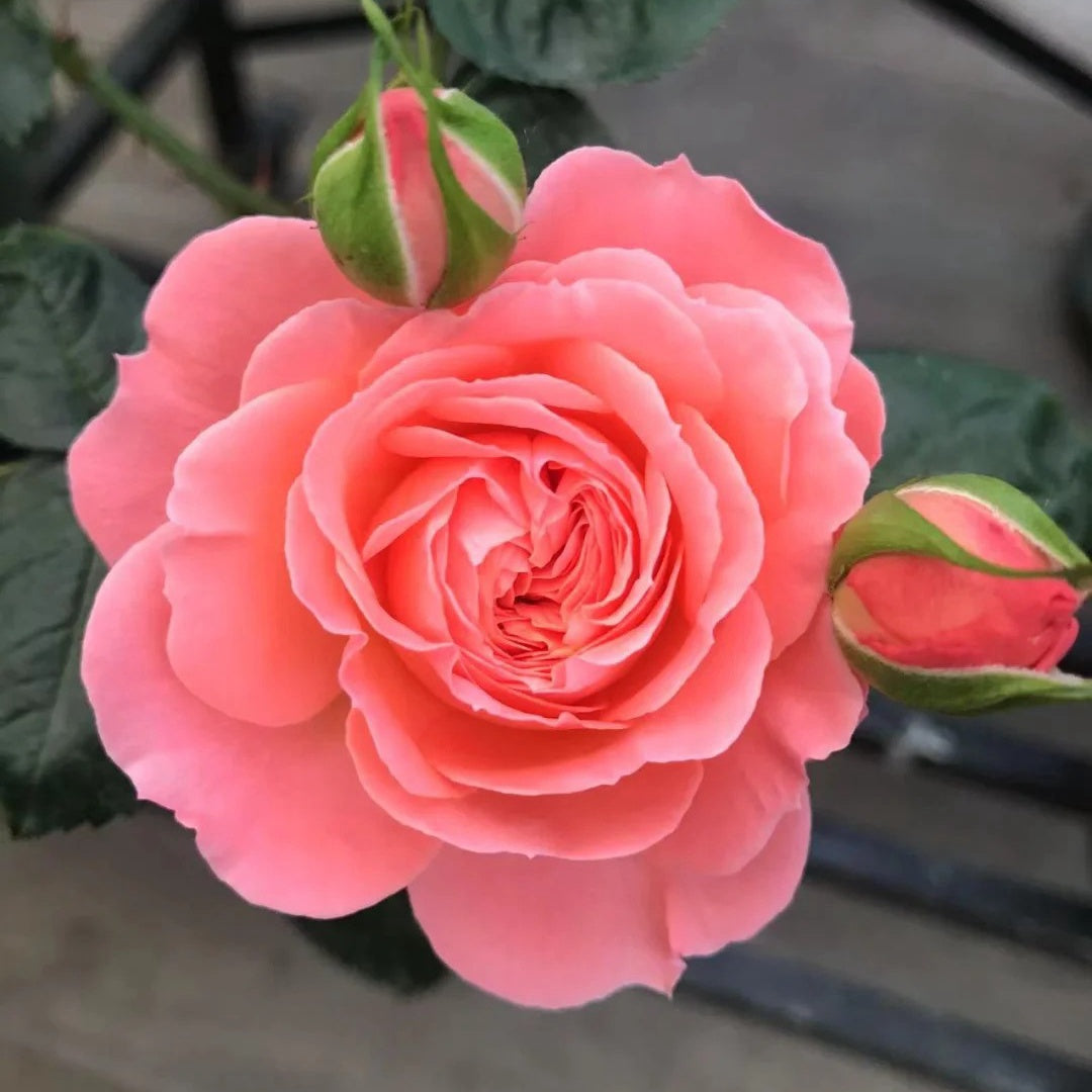Salom Roses Salmon Terrazza Rose Plant | 三文鱼阳台 – Rose_Explosion