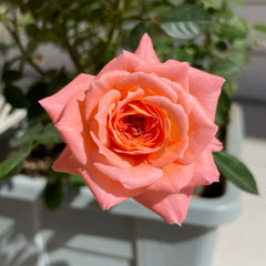 Salmon Terrazza Rose