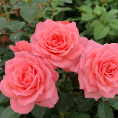 Salmon Terrazza Rose