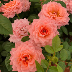 Salmon Terrazza Rose