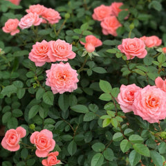 Salmon Terrazza Rose