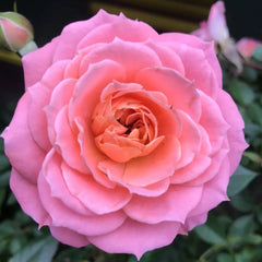 Salmon Terrazza Rose