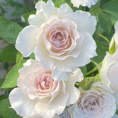 Saphiret Rose Plant