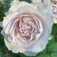 Saphiret Rose Plant