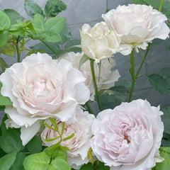 Saphiret Rose Plant