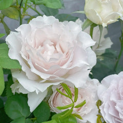 Saphiret Rose Plant