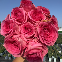 Satisfyer Rose Plant|满足者