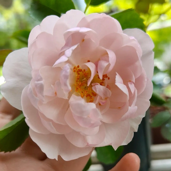 Scarborough Fair Rose Plant|斯卡堡集市/斯卡保罗集市