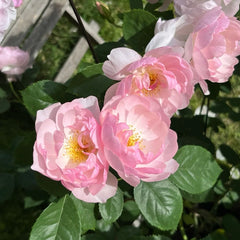 Scarborough Fair Rose Plant|斯卡堡集市/斯卡保罗集市