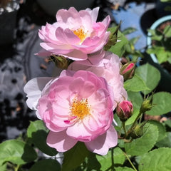Scarborough Fair Rose Plant|斯卡堡集市/斯卡保罗集市