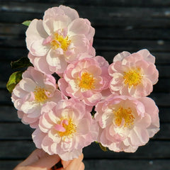 Scarborough Fair Rose Plant|斯卡堡集市/斯卡保罗集市