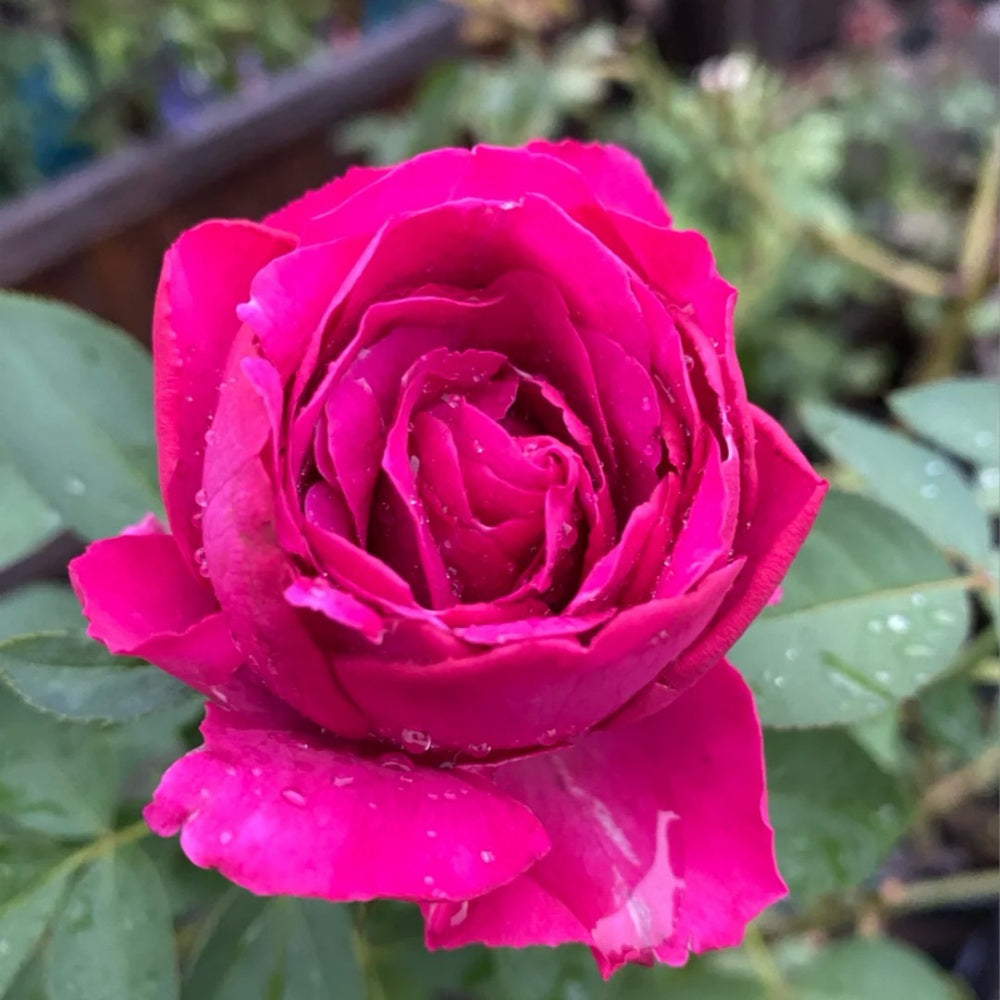 Scent Garden Rose Plant|伊芙芳香花园 - Main Image