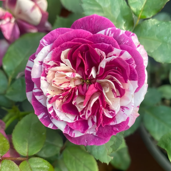 Scented Jewel Rose Plant