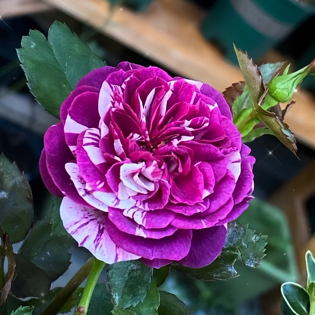scented rose seeds Scented Jewel Rose Plant|芬芳宝石