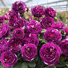 Scented Jewel Rose Plant