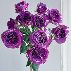 Scented Jewel Rose Plant