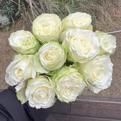 Scented Rosever Rose Plant|小雪球