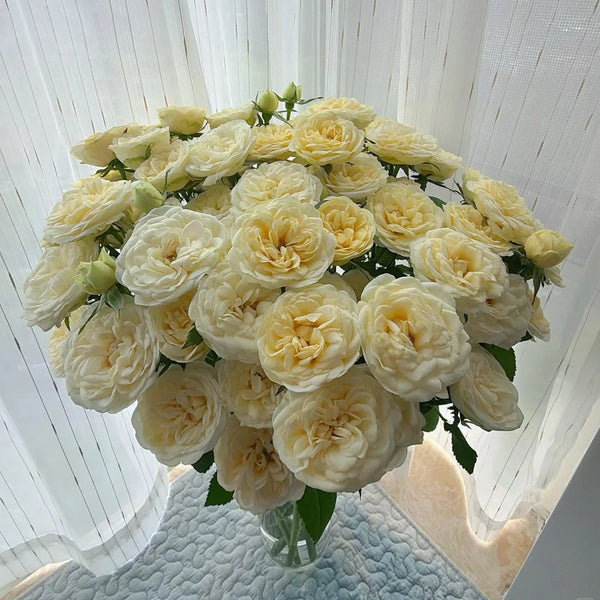 Scented Rosever Rose Plant|小雪球