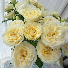 Scented Rosever Rose Plant|小雪球