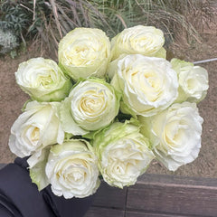 Scented Rosever Rose Plant|小雪球