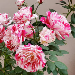 Scentimental Rose