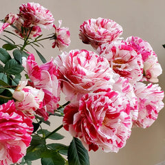 Scentimental Rose