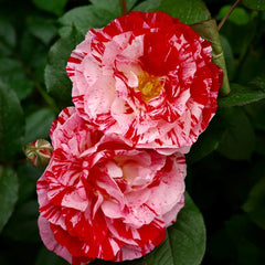 Scentimental Rose