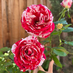 Scentimental Rose