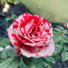 Scentimental Rose