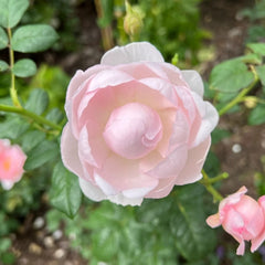 Scepter’d Isle Rose